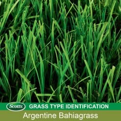 Hot Sale 👍 Scotts Turf Builder Argentine Bahiagrass Sun or Shade Grass Seed 5 lb 😍 -Scotts Sales Store 54d4b923 767b 4683 94ff a5ab9758af78