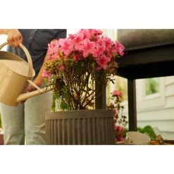 Best Pirce 🔔 Miracle-Gro Powder Acid-Loving Plants of Azalea, Camellia, Rhododendron Plant Food 5 lb 💯 -Scotts Sales Store 5eb95ed0 b973 4a40 955b 4adb005c5db8