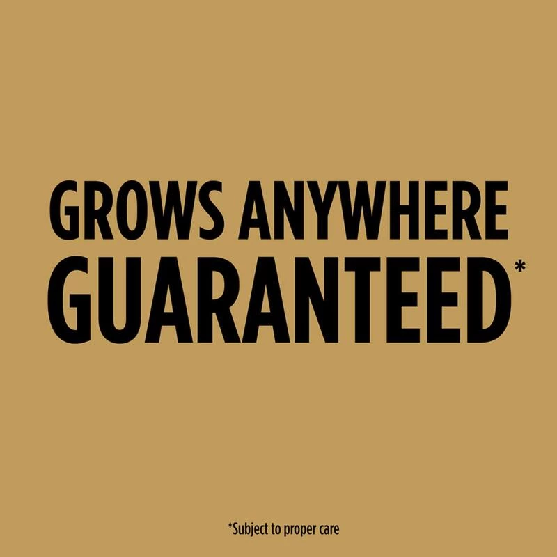 Top 10 ๐งจ Scotts EZ Seed Tall Fescue Grass Sun or Shade Pet/Dog Spot Grass Repair Seed 2 lb ๐ 9 Top 10 ๐งจ Scotts EZ Seed Tall Fescue Grass Sun or Shade Pet/Dog Spot Grass Repair Seed 2 lb ๐ - Image 7