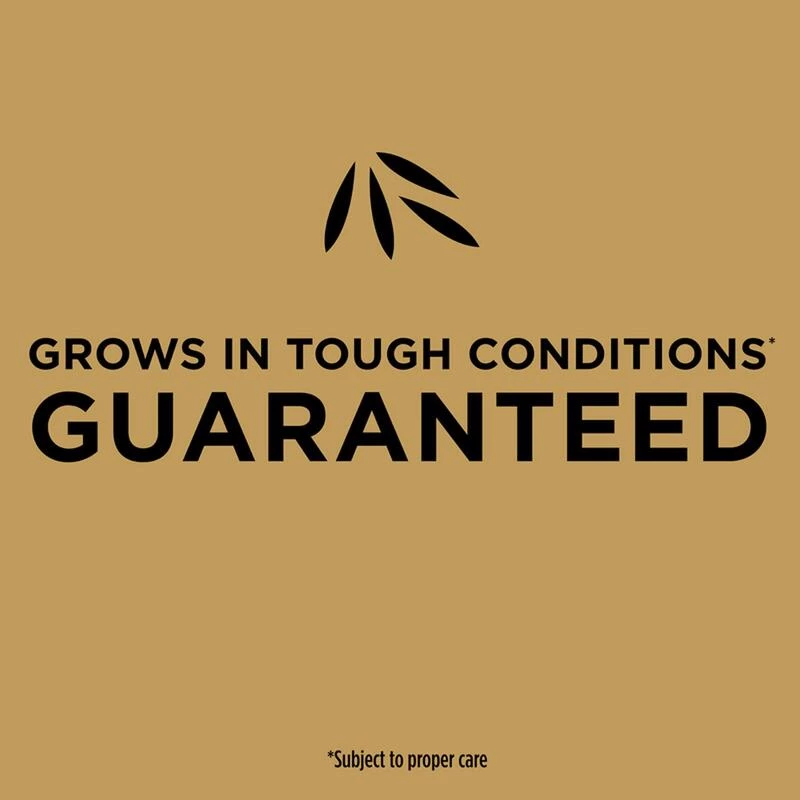 Best Sale ⌛ Scotts EZ Seed Centipede Grass Sun or Shade Grass Spot Repair Seed 10 lb 🔥 6 Best Sale ⌛ Scotts EZ Seed Centipede Grass Sun or Shade Grass Spot Repair Seed 10 lb 🔥 - Image 4