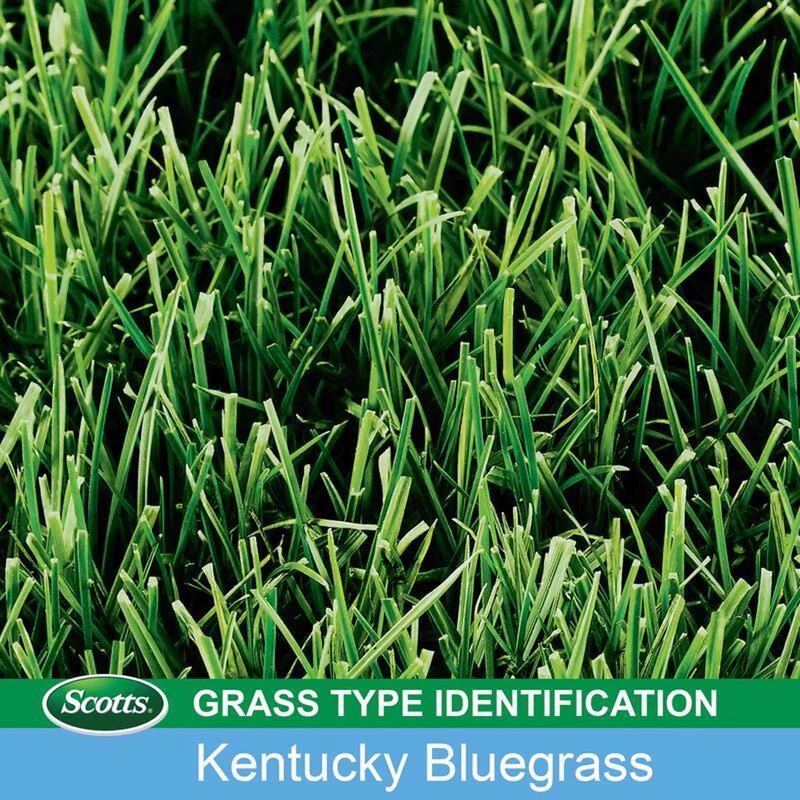 Cheapest βοΈ Scotts Turf Builder Kentucky Bluegrass Sun or Shade Grass Seed 7 lb 𧨠4 Cheapest βοΈ Scotts Turf Builder Kentucky Bluegrass Sun or Shade Grass Seed 7 lb 𧨠- Image 2