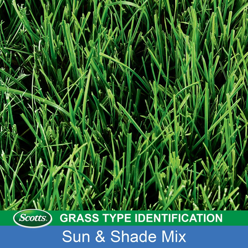 Top 10 🤩 Scotts Turf Builder Mixed Dense Shade/Full Sun Grass Seed 7 lb 🎉 9 Top 10 🤩 Scotts Turf Builder Mixed Dense Shade/Full Sun Grass Seed 7 lb 🎉 - Image 7